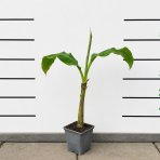 Banánovník (Banana sikkimensis) ´RED TIGER´ - výška 40-60 cm, C1,5L (-20°C)